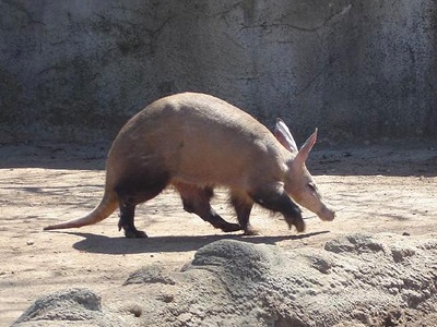 Aardvark  