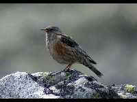 Accentor image