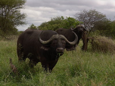 African Buffalo  