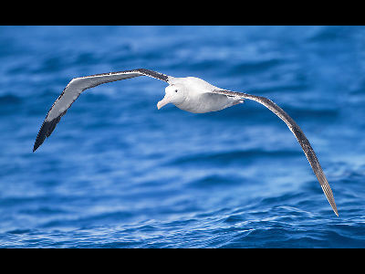Albatross  