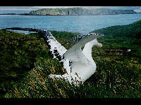 Wandering Albatross image