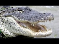 Alligator image