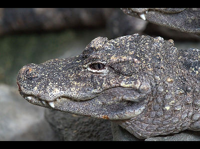 Alligator  -  Chinese alligator