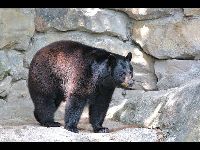 American Black Bear image