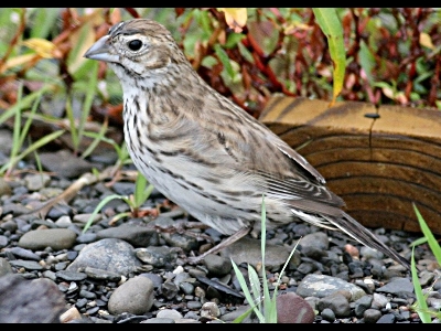 American Sparrow  -  Lark Bunting