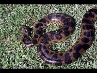 Anaconda image