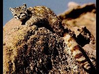 Andean Mountain Cat image
