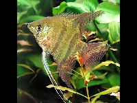 Angelfish image