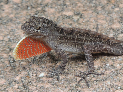 Anole  -  Brown Anole