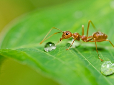 Ant  