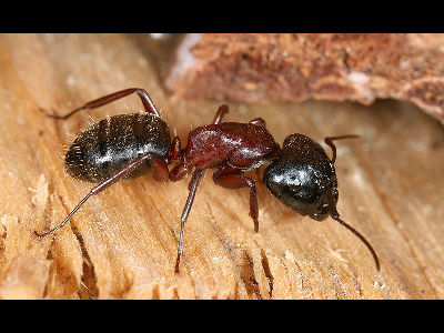 Ant  -  Carpenter Ant