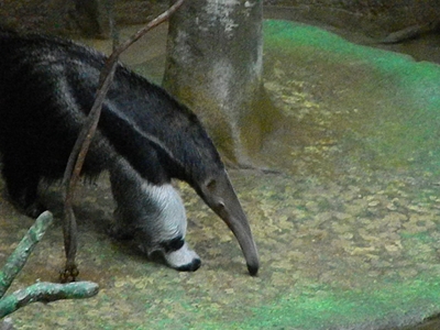 Anteater  -  Giant Anteater