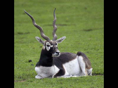 Antelope  -  Blackbuck