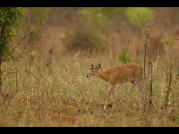 Four-horned Antelope image