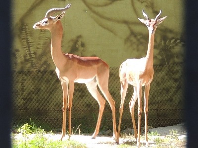 Antelope  -  Gerenuk
