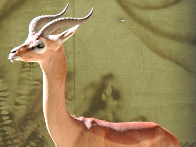 Antelope  -  Gerenuk