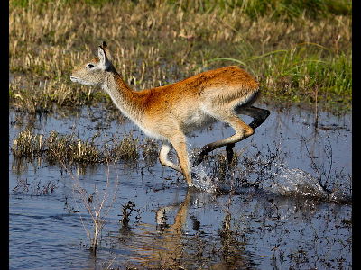Antelope  -  Lechwe