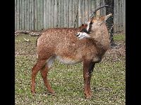 Roan Antelope image