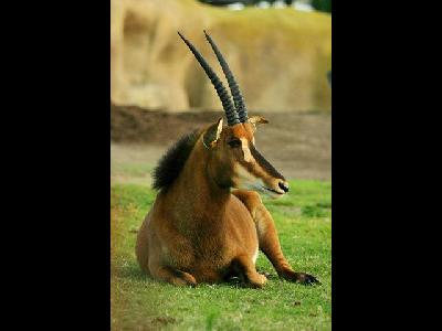 Antelope  -  Sable Antelope