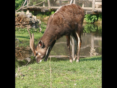 Antelope  -  Sitatunga
