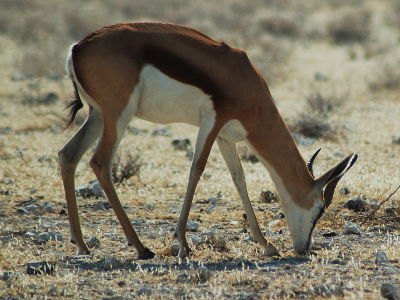Antelope  -  Springbok