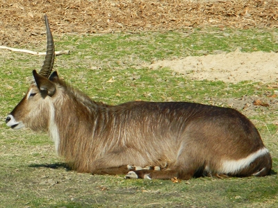 Antelope  