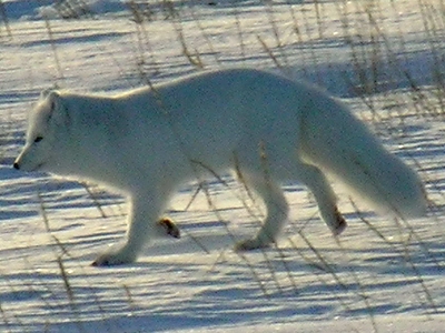 Arctic Fox  