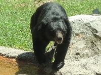 Asian Black Bear image