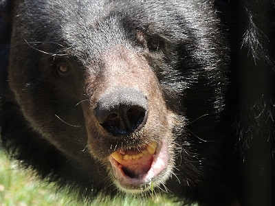 Asian Black Bear  