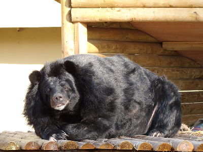 Asian Black Bear  