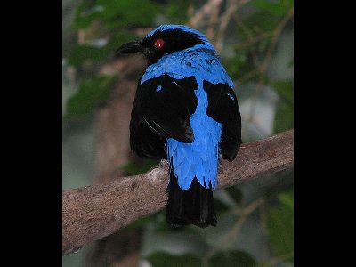 Asian Fairy-bluebird  
