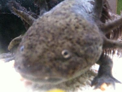 Axolotl  