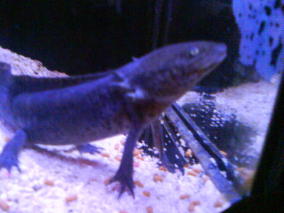 Axolotl  