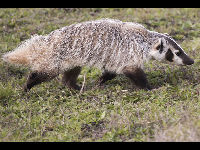 American Badger image
