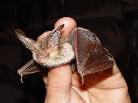 Brown Long-Eared Bat image