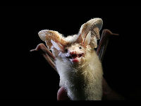 Desert Long-eared bat image