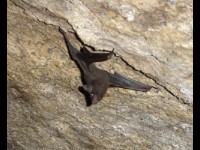 Seychelles Sheath-Tailed Bat image