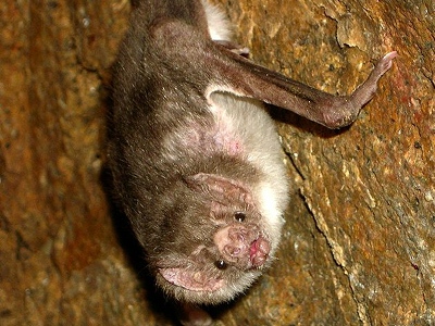 Bat  -  Vampire Bat