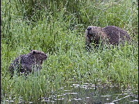 Eurasian Beaver image