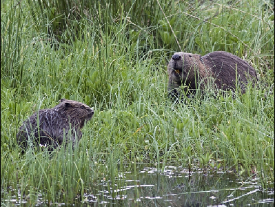 Beaver  -  Eurasian Beaver