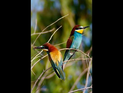 Bee-eater  -  European Bee-eater