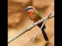 White-Fronted Bee-Eater image