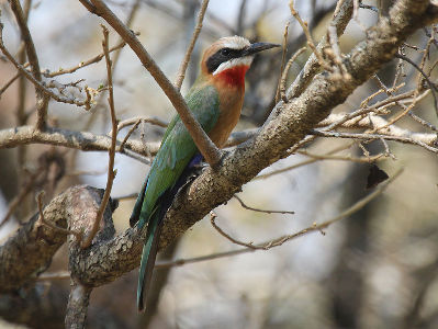 Bee-eater  