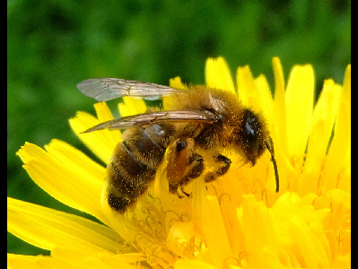 Bee  -  Honey Bee