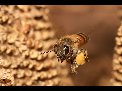Bee  -  Honey Bee