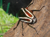 Derbyana Flower Beetle image