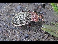 Reticulated Ground Beetle image