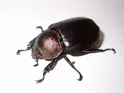 Beetle  -  Rhinoceros Beetle