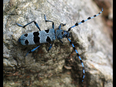 Beetle  -  Rosalia Longicorn