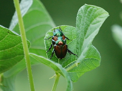 Beetle  